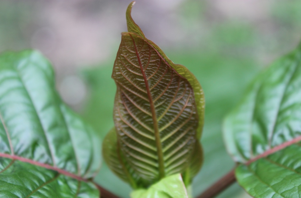 Kratom leaf