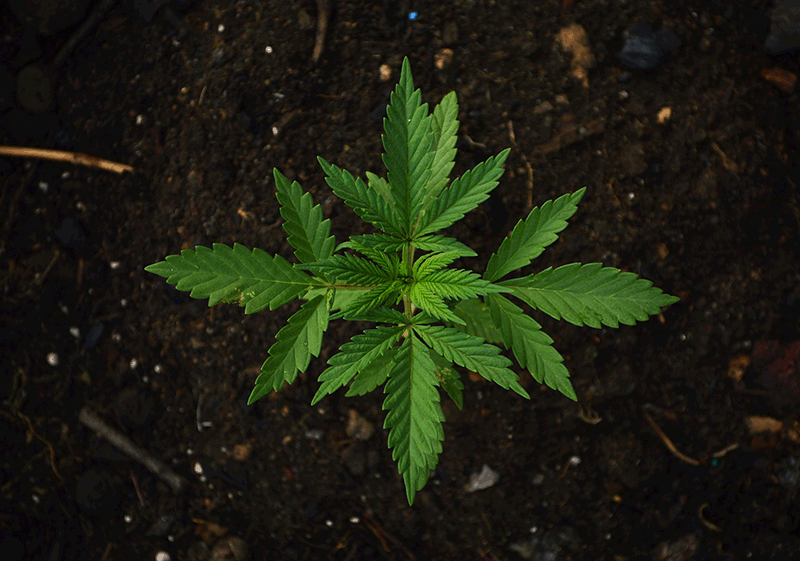 cannabis plant